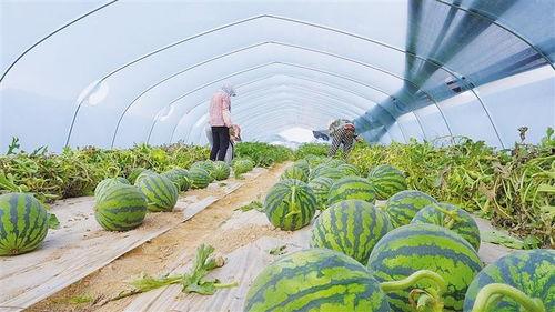 新瓜最新爆料兰州,揭秘城市背后的故事与秘密